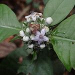 Psychotria globosa Flor