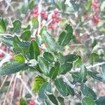 Ilex vomitoria List