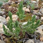 Lysimachia linum-stellatum Lapas