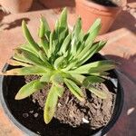 Dudleya edulis Yaprak