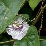 Passiflora foetida പുഷ്പം