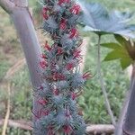 Ricinus communis花