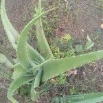 Aloe veraLeaf