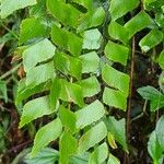 Adiantum trapeziforme पत्ता