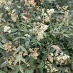 Ligustrum vulgareᱵᱟᱦᱟ