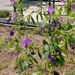 Solanum laciniatum Kwiat