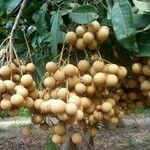 Dimocarpus longan Fruit