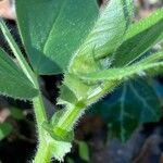 Vicia narbonensis Blad