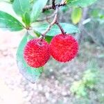 Arbutus unedoFruit