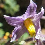 Solanum trilobatum 花