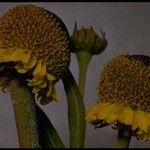 Helenium puberulum Цветок