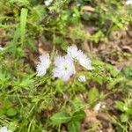 Phacelia purshii 花