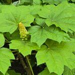Oplopanax horridus Hoja