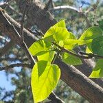Catalpa speciosa Φύλλο