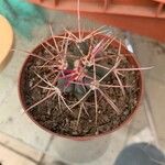 Ferocactus emoryiList