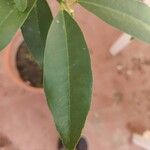 Citrus japonica ഇല