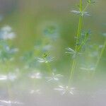 Galium mollugo Blatt