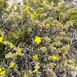 Helianthemum syriacum Hábito