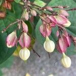 Clerodendrum trichotomumFlower