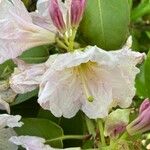 Rhododendron decorum Flor