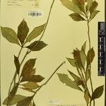 Rauvolfia serpentina その他の提案