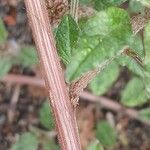 Amaranthus deflexus Кора