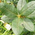 Fadogia triphylla Hoja