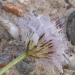 Cephalaria transsylvanica 花