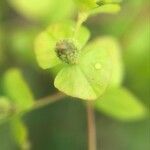 Euphorbia stricta برگ