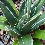 Agave victoriae-reginae Leaf