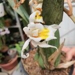Coelogyne cristata फूल