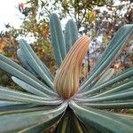 Cocconerion balansae Hoja