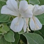 Barleria albostellata Flower