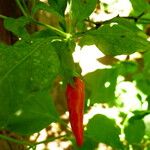 Capsicum chinense Fruto