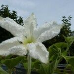 Lagenaria siceraria Kvet
