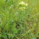 Asclepias viridis Elinympäristö