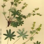 Alchemilla amphisericea Egyéb