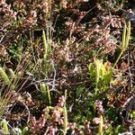 Lycopodium clavatum Elinympäristö