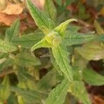 Cistus populifolius Likasa