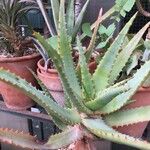 Aloe schomeri Liść