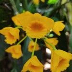 Dendrobium chrysotoxum Kwiat