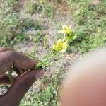 Cleome viscosa 花
