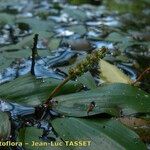 Potamogeton polygonifolius ᱮᱴᱟᱜ