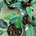 Philodendron erubescens Συνήθη χαρακτηριστικά