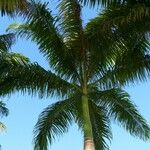 Roystonea regia Folha