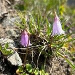 Soldanella pusilla Virág