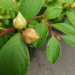 Stewartia malacodendron Fuelha