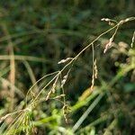 Milium effusum ഫലം