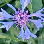 Centaurea cyanus花