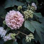 Dombeya burgessiae Flower